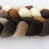 BFL Wool Roving - Cappuccino